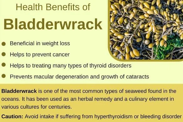 What is bladderwrack root good for