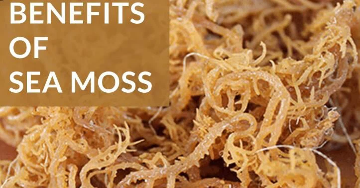 Benefits of sea moss