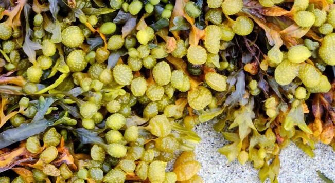 What is bladderwrack made of