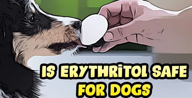 Is erythritol sweetener safe for dogs