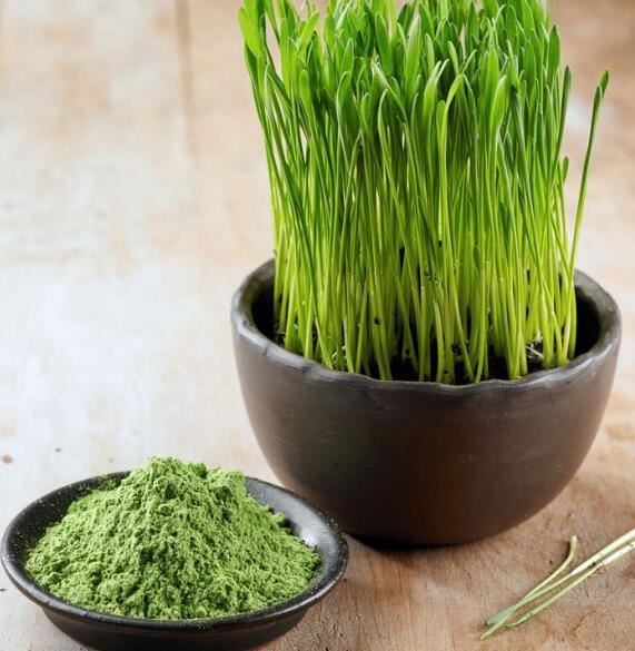 What is wheatgrass powder made of