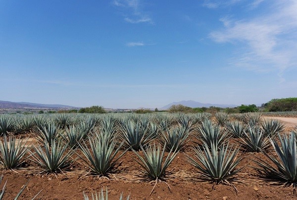 agave inulin plant base agave inulin plant base