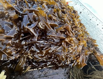 Kelp vs merevetikad: peamised erinevused, eelised, kasutusalad ja kumb on parem?