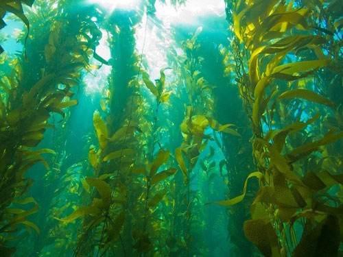 Unversuni ettevõte lansseerib terve merevetika tooraine