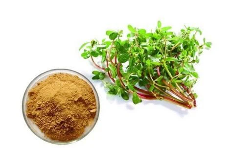 Portulaki ekstrakt