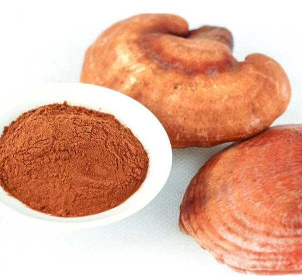 Reishi ekstrakti pulber