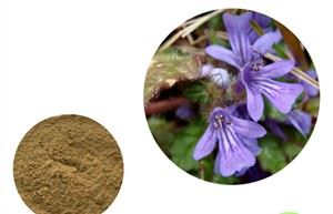 Ajuga Turkestanica ekstrakti pulber