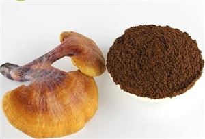Reishi seenepulber lahtiselt