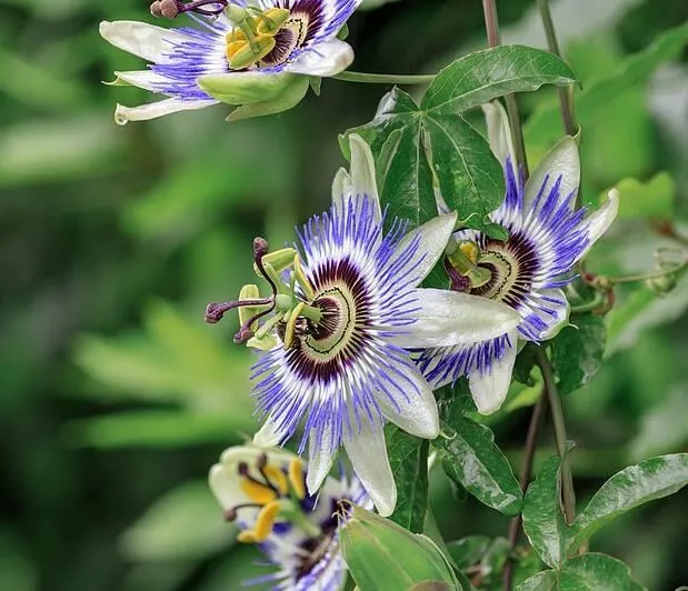Kuidas võtta kannatuslille ekstrakti
